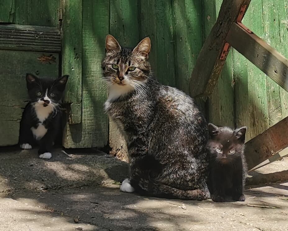 Kitten & Max & Moritz 2 IMG 20260606 130947 edit 287532115611332 1
