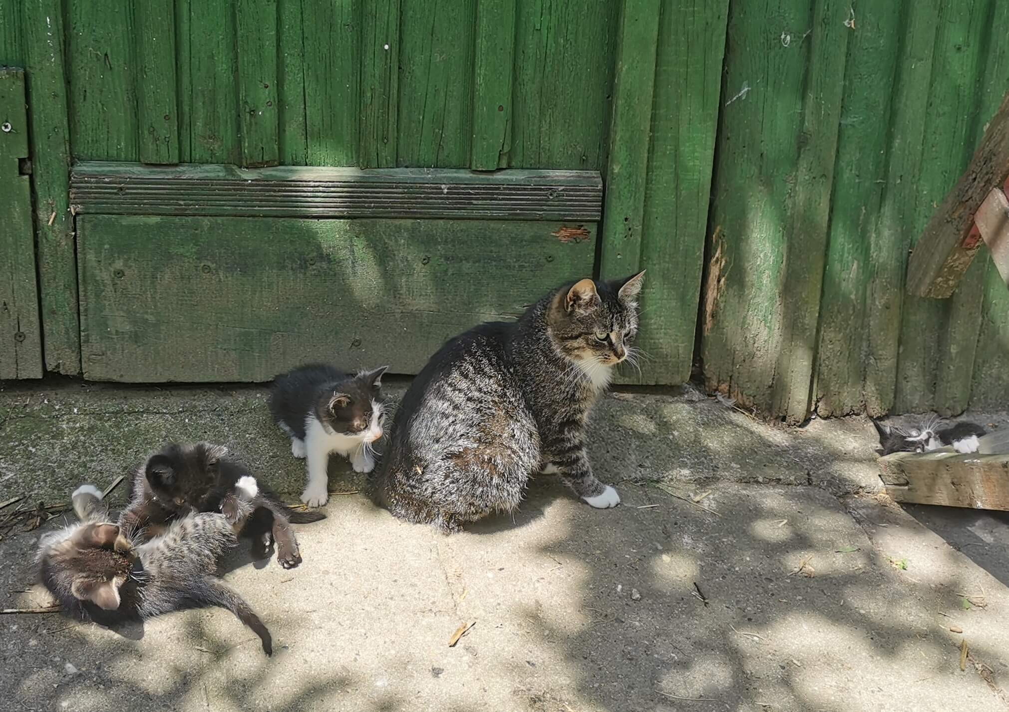 Kitten & Max & Moritz 3 IMG 20260606 131708 edit 287326644373863 1