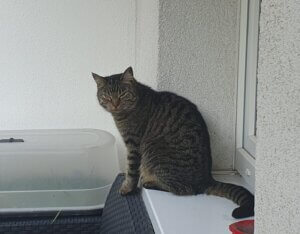 Mehr über den Artikel erfahren Bonnie wird vermisst