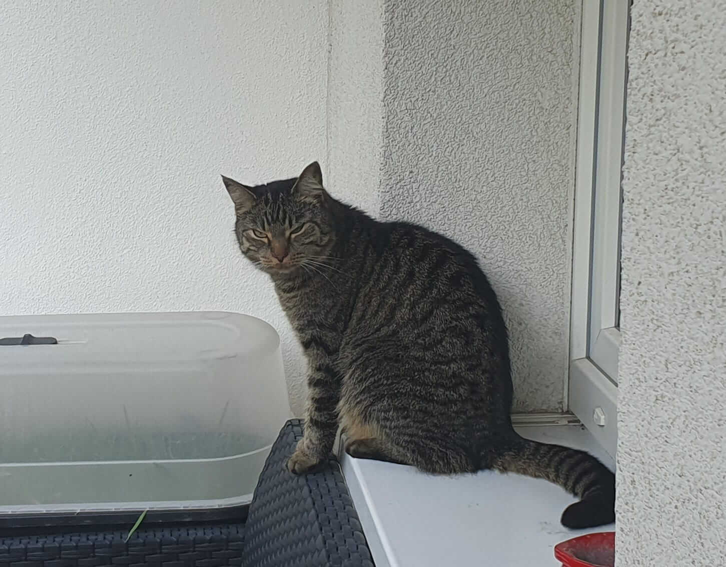 Bonnie wird vermisst 1 1000070035