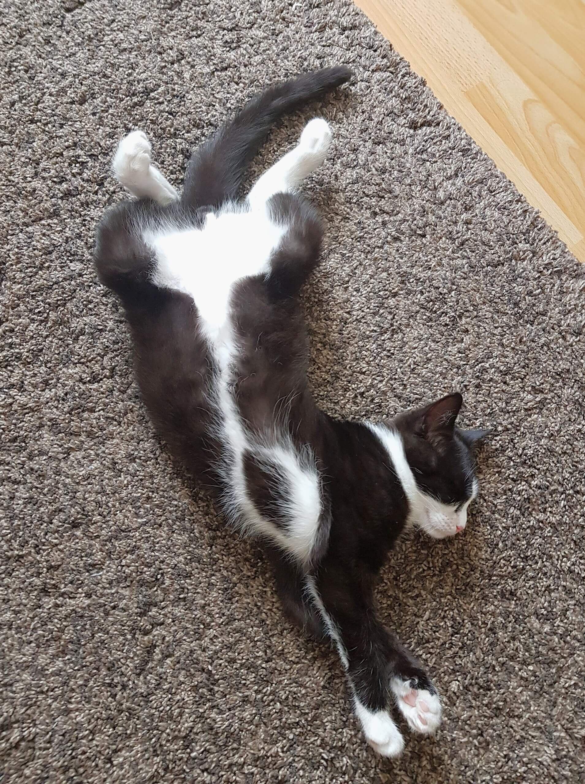 Finn 3 scaled
