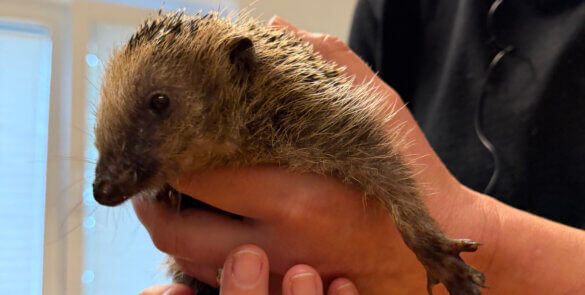 Igel
