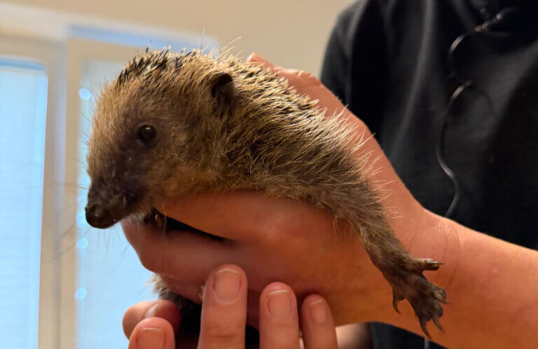 Igel