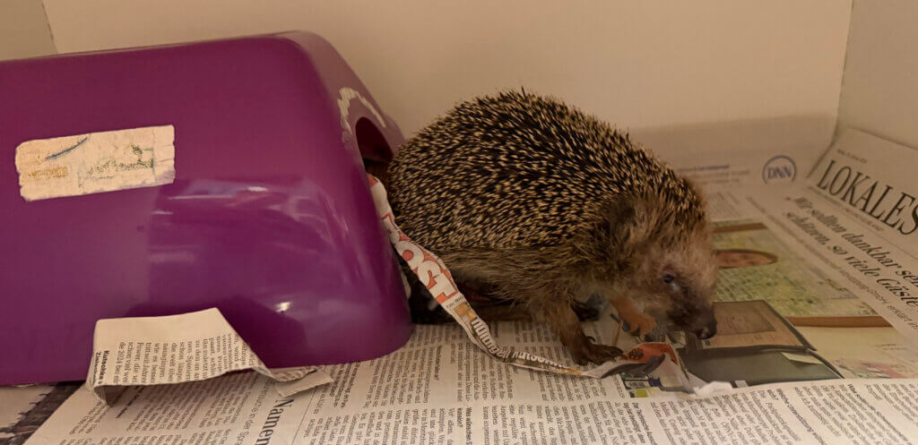 Igel – zu Besuch bei der Igelhilfe Radebeul 5 Igel im Häuschen