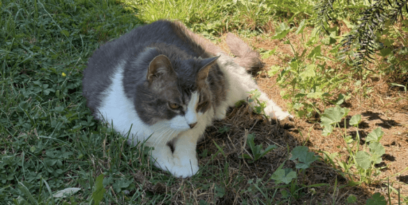 Katze Erna