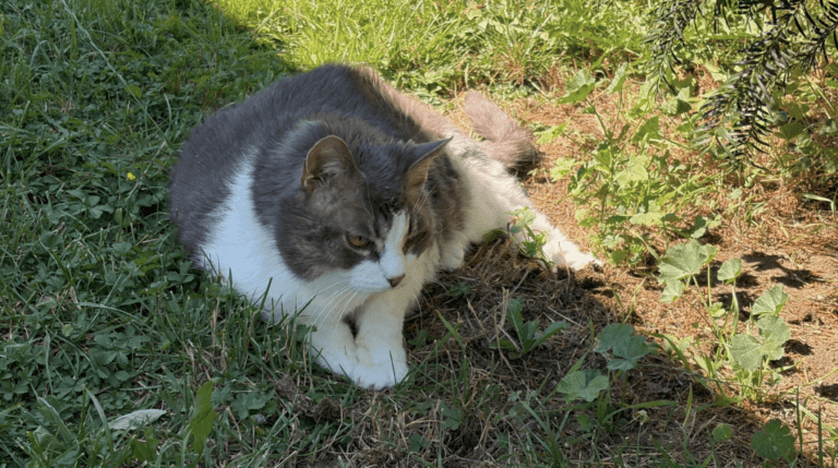 Katze Erna
