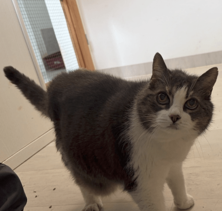 Katze Erna