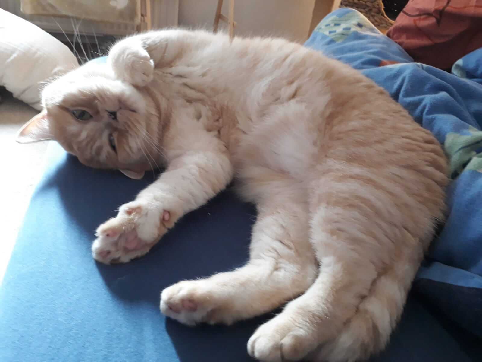Simba 4 IMG 20190329 WA0010