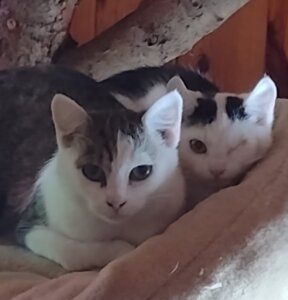 Mehr über den Artikel erfahren Notfellchen Lilli & Lulu